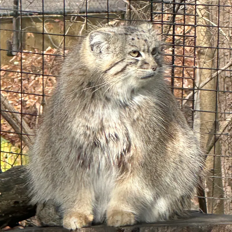 A photograph of Akar in Smithsonian's National Zoo