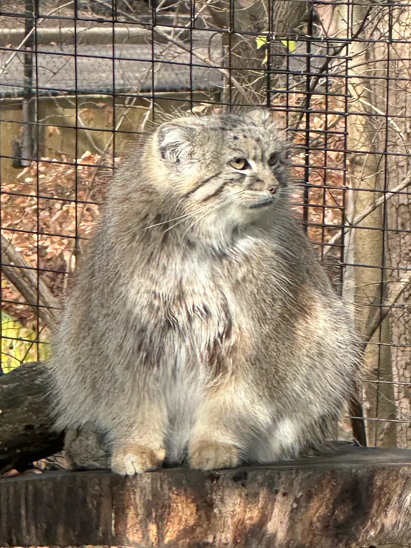 A photograph of Akar in Smithsonian's National Zoo