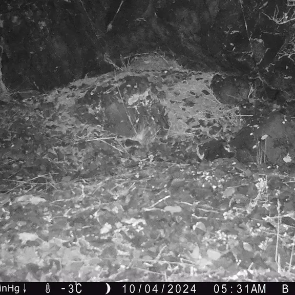 A photograph of Otocolobus manul manul from Egizkara [new] camera trap