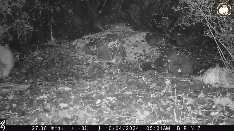A photograph of Otocolobus manul manul from Egizkara [new] camera trap