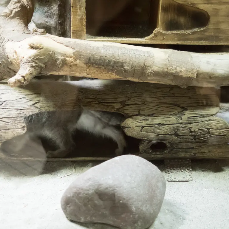 A photograph of Klyon in Ueno Zoological Gardens