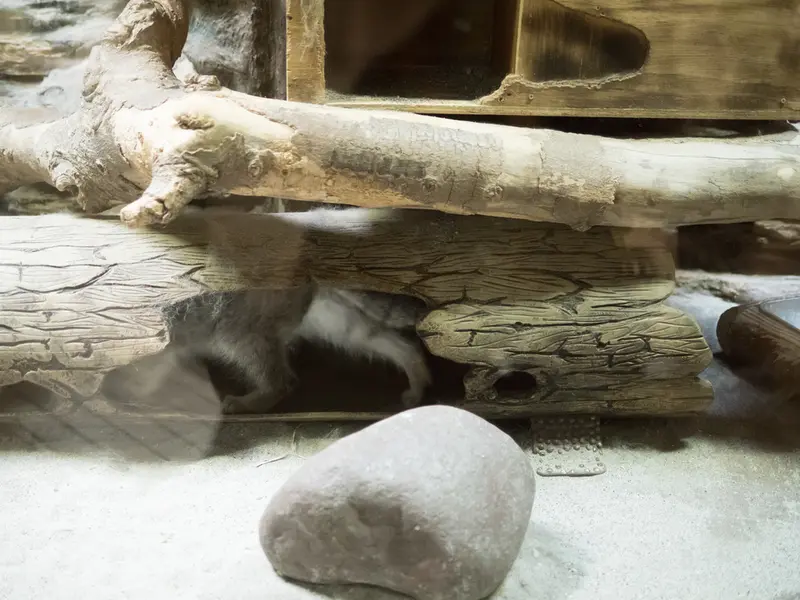 A photograph of Klyon in Ueno Zoological Gardens