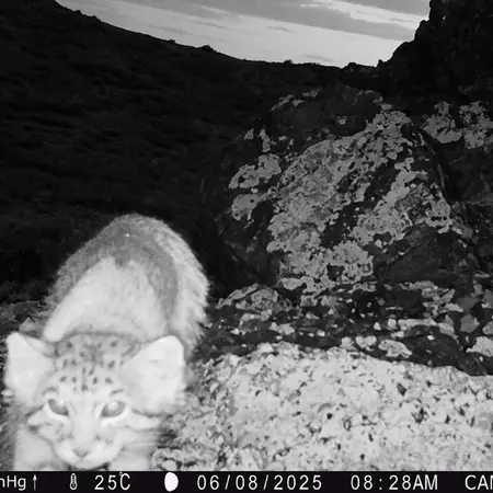 A photograph of Otocolobus manul manul from Zhilandy camera trap