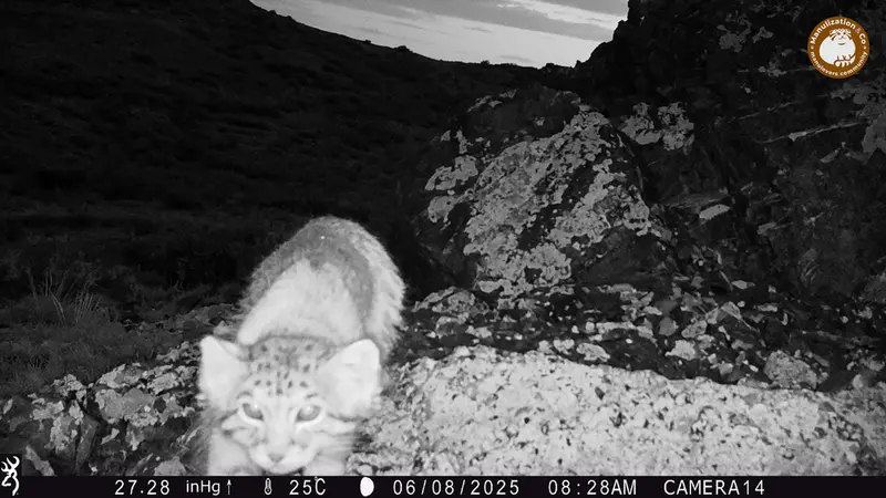 A photograph of Otocolobus manul manul from Zhilandy camera trap