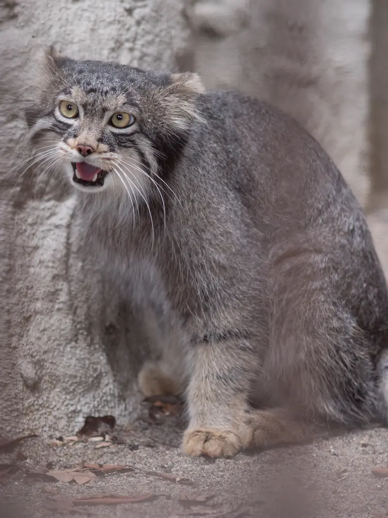 A photograph of Figa in Nogeyama Zoo