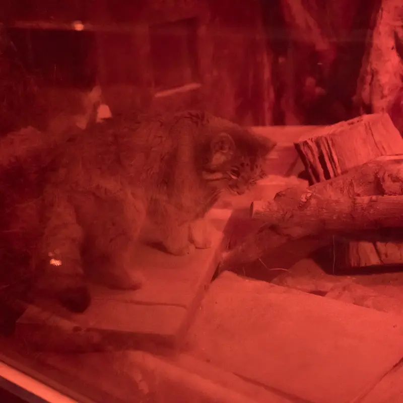 A photograph of Naim in Ueno Zoological Gardens