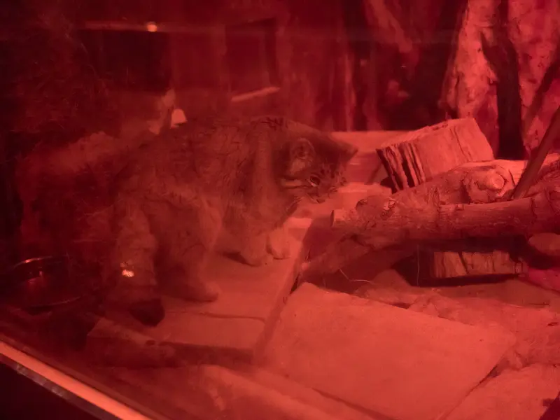 A photograph of Naim in Ueno Zoological Gardens