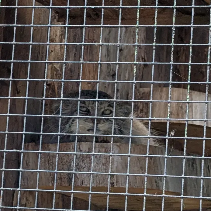 A photograph of Namika in Leningrad zoo