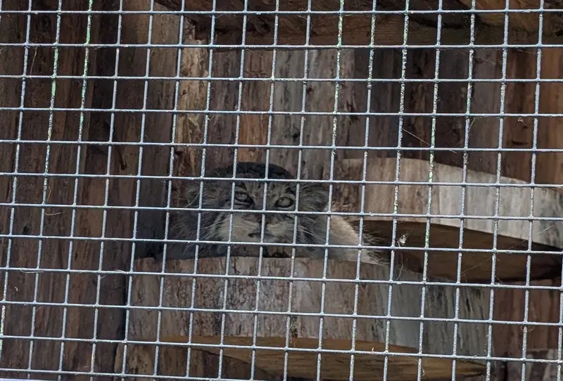 A photograph of Namika in Leningrad zoo