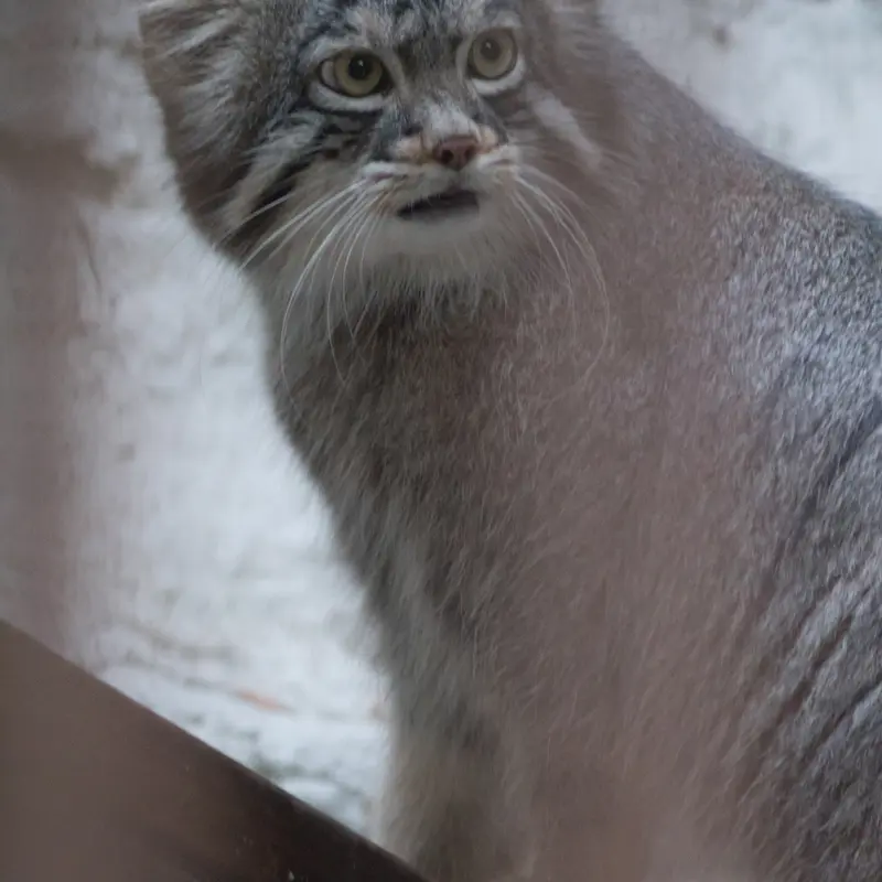 A photograph of Figa in Nogeyama Zoo