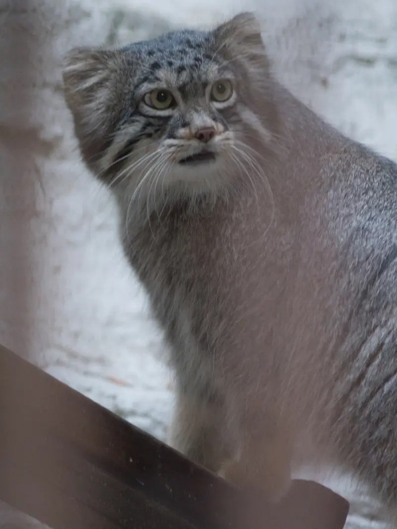 A photograph of Figa in Nogeyama Zoo