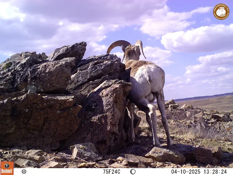 A photograph of Argali from Karashoky camera trap