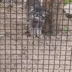 A photograph of a Pallas's cat in Lille Zoo