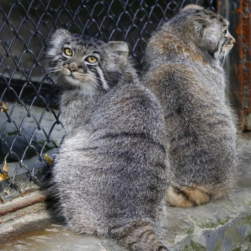 A photograph of Kitten of Eve b.2026  Ⅲ and Kitten of Eve b.2026   Ⅳ in Novosibirsk Zoo