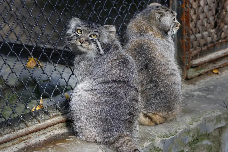 A photograph of a Pallas's cat in Novosibirsk Zoo