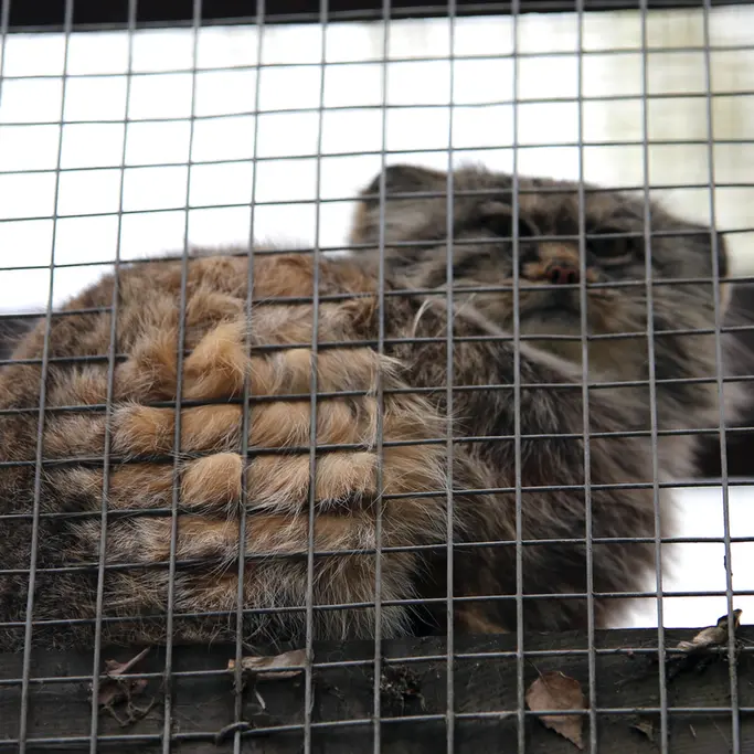 A photograph of Aysen in Košice Zoo
