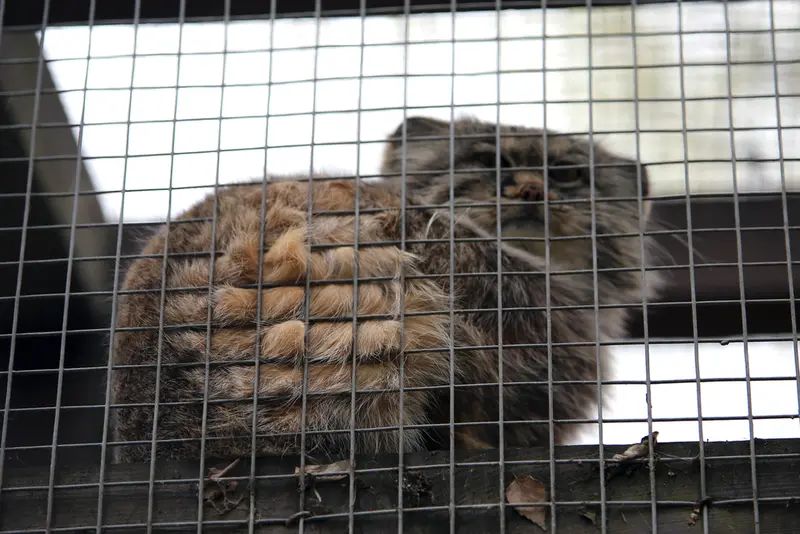 A photograph of Aysen in Košice Zoo
