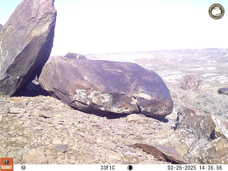 A photograph of Kazakh pika from Koshkar camera trap