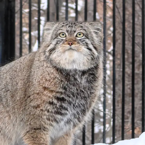 A photograph of Son of Eve 2023 Ⅳ in Novosibirsk Zoo