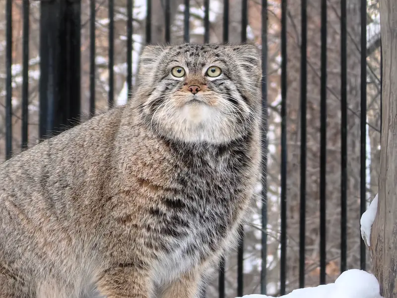 A photograph of Son of Eve 2023 Ⅳ in Novosibirsk Zoo