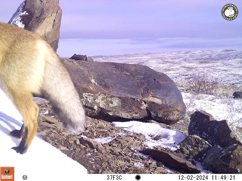 A photograph of Red fox from Koshkar camera trap