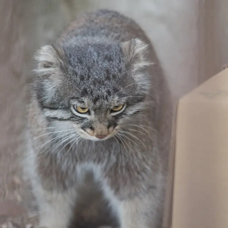 A photograph of Figa in Nogeyama Zoo