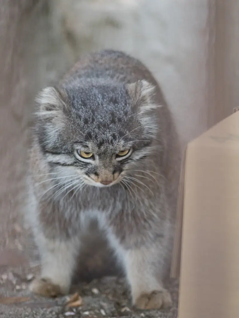 A photograph of Figa in Nogeyama Zoo