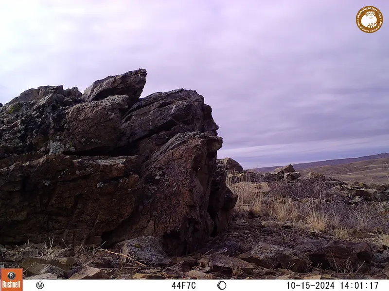 A photograph of a Pallas&#039;s cat from Karashoky camera trap