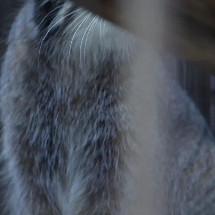 A photograph of a Pallas's cat in Nogeyama Zoo