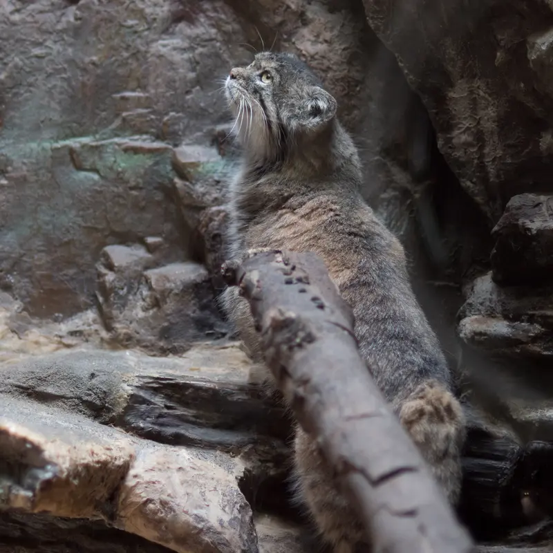 A photograph of Primula in Ueno Zoological Gardens