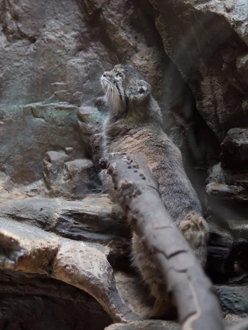 A photograph of Primula in Ueno Zoological Gardens
