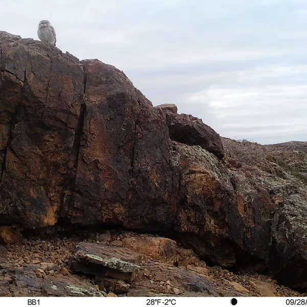 A photograph of Little Owl from Aktas-Kunkora camera trap