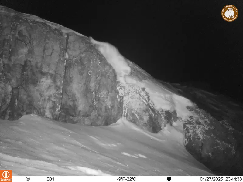 A photograph of Otocolobus manul manul from Aktas-Kunkora camera trap
