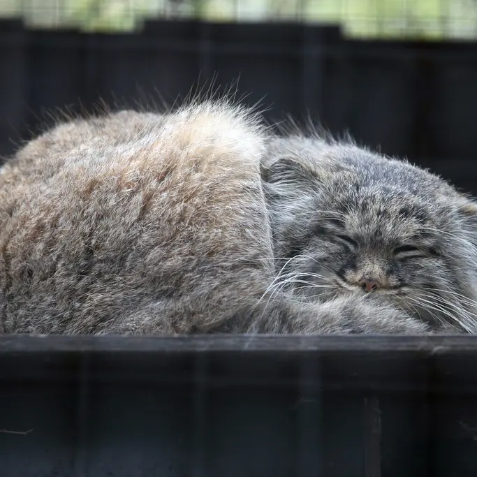 A photograph of Aysen in Košice Zoo