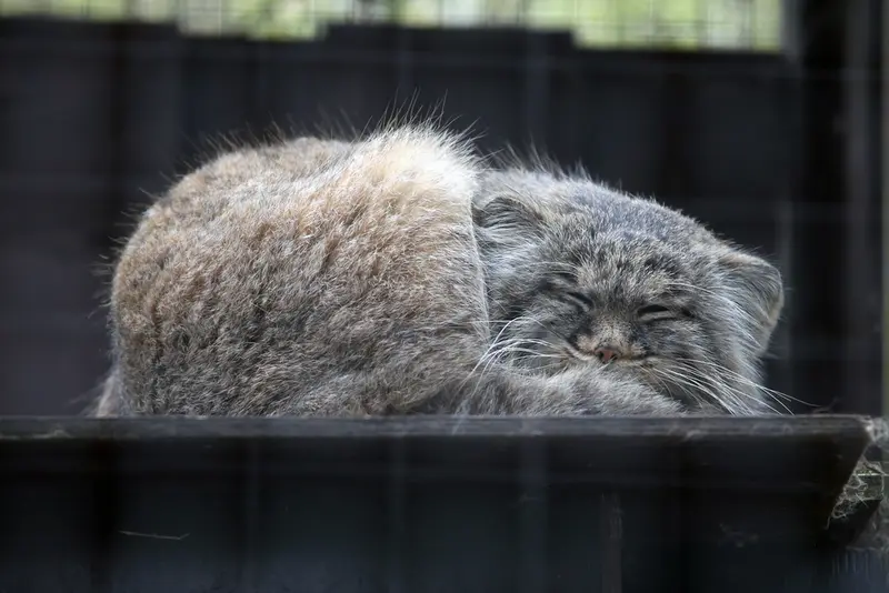 A photograph of Aysen in Košice Zoo