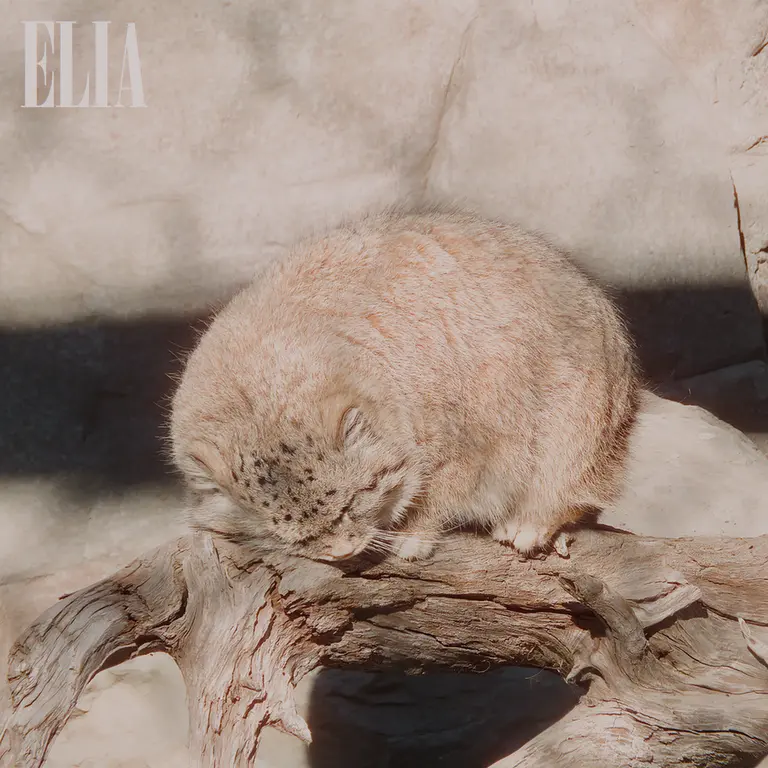 A photograph of Olaf in Calgary Zoo / Wilder Institute