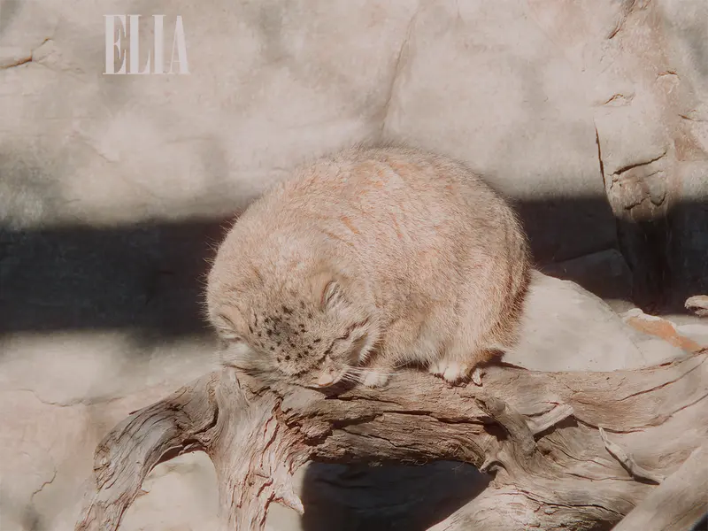 A photograph of Olaf in Calgary Zoo / Wilder Institute