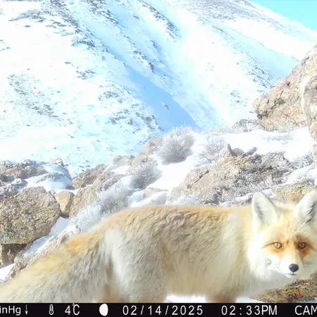 A photograph of Red fox from Zhundy 2 camera trap