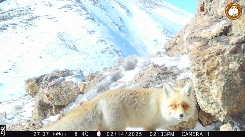 A photograph of Red fox from Zhundy 2 camera trap