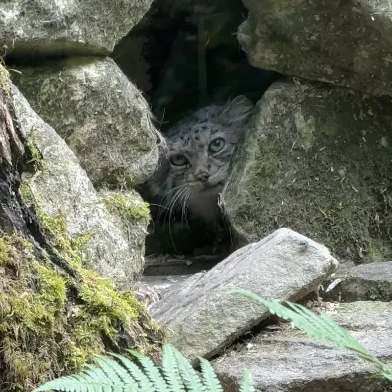 A photograph of a Pallas's cat in Opel Zoo