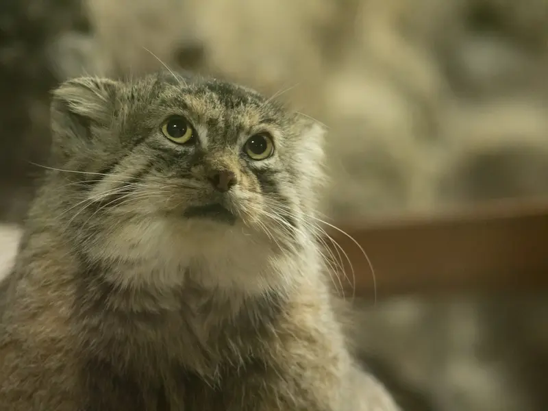 A photograph of Primula in Ueno Zoological Gardens