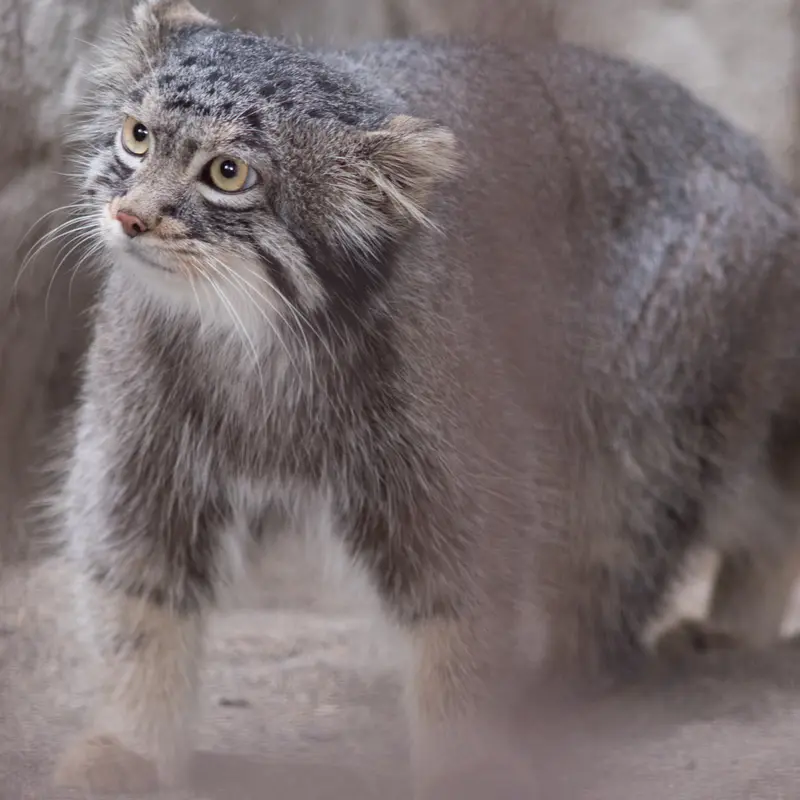 A photograph of Figa in Nogeyama Zoo