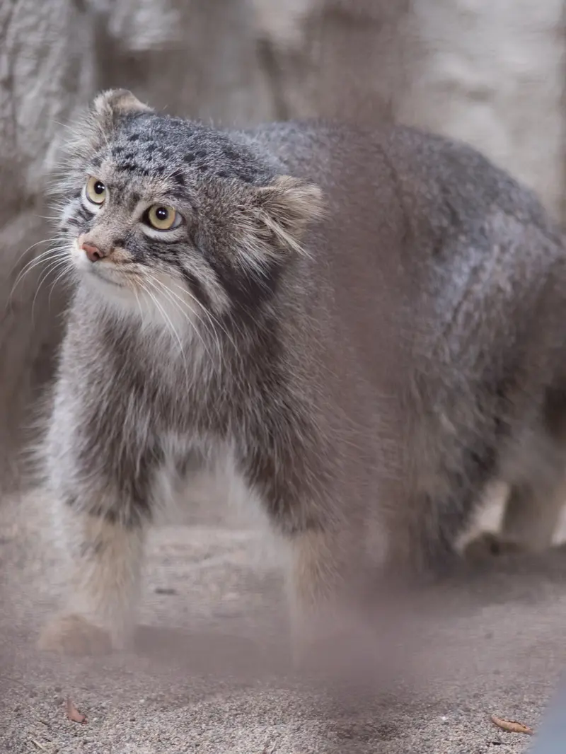 A photograph of Figa in Nogeyama Zoo