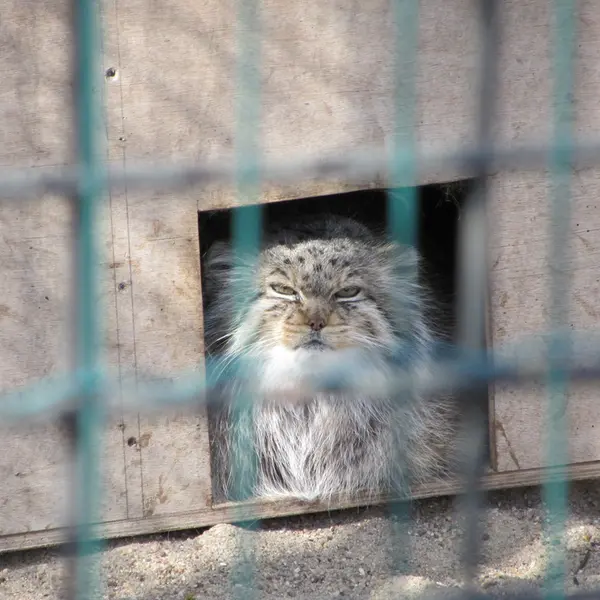 A photograph of Manuela in Magdeburg Zoo