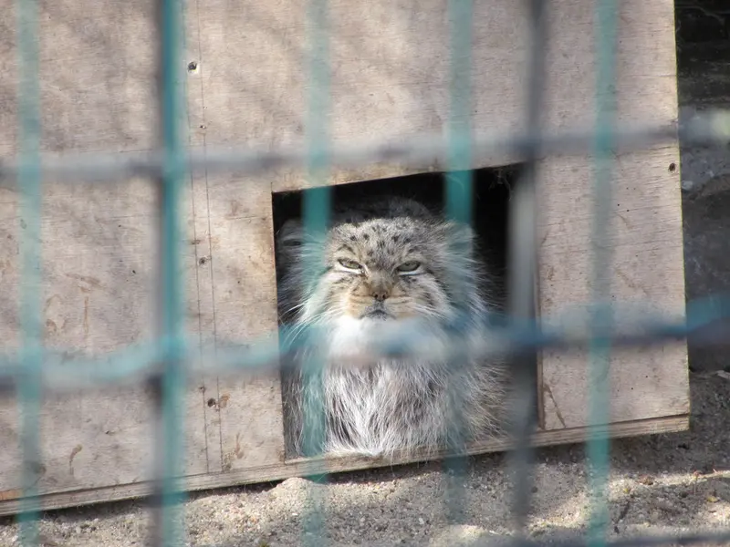 A photograph of Manuela in Magdeburg Zoo