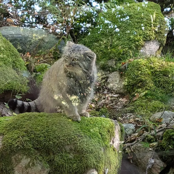 A photograph of Qatti-Matti in Nordens Ark