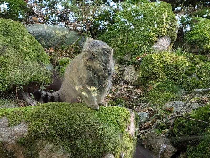 A photograph of Qatti-Matti in Nordens Ark
