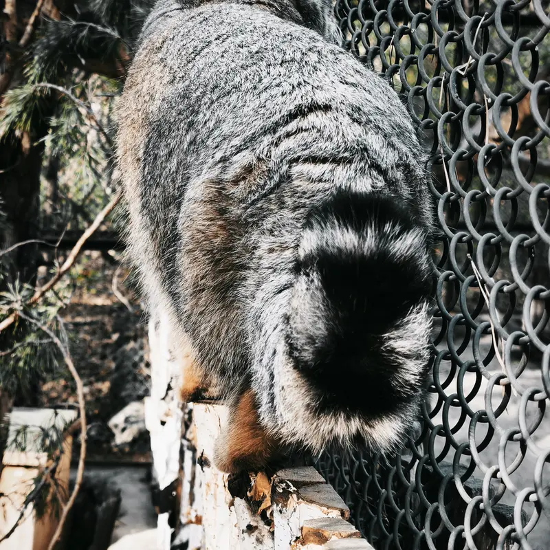 A photograph of Ruf in Novosibirsk Zoo