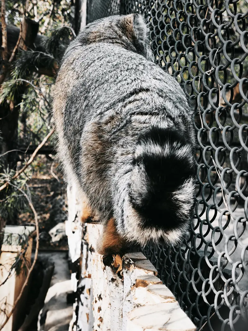 A photograph of Ruf in Novosibirsk Zoo