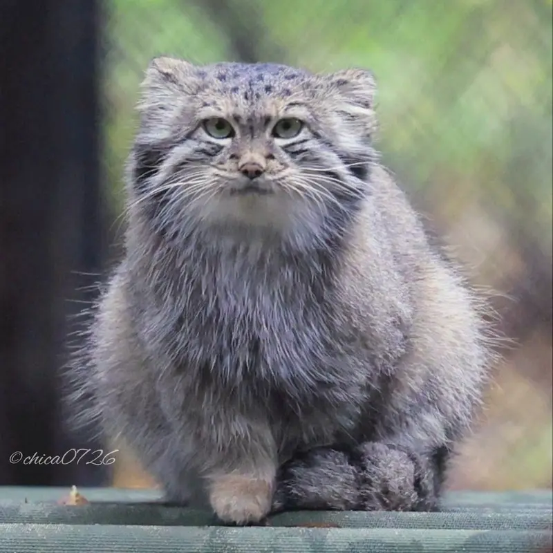A photograph of Snezhana in Novosibirsk Zoo